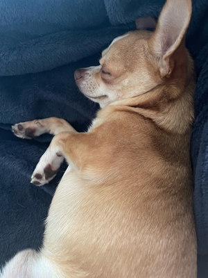 Chihuahua Deckrüde - Reinrassig, Gesund und Erfahren Bild 1