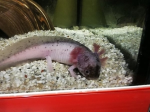 axolotl abzugeben zwischen 12 und 16 cm abzugeben  Bild 5