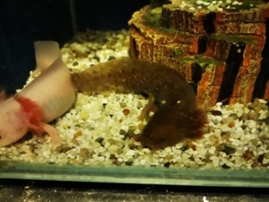 axolotl abzugeben zwischen 12 und 16 cm abzugeben  Bild 6