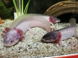 axolotl abzugeben zwischen 12 und 16 cm abzugeben  Bild 4