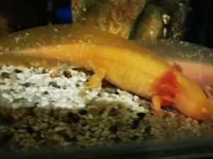 axolotl abzugeben zwischen 12 und 16 cm abzugeben  Bild 9