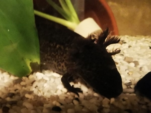 axolotl abzugeben zwischen 12 und 16 cm abzugeben  Bild 11