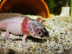 axolotl abzugeben zwischen 12 und 16 cm abzugeben  Bild 3