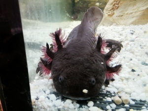 axolotl abzugeben zwischen 12 und 16 cm abzugeben  Bild 18