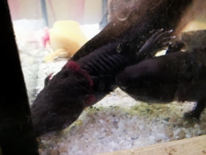 axolotl abzugeben zwischen 12 und 16 cm abzugeben  Bild 15