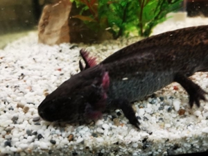 axolotl abzugeben zwischen 12 und 16 cm abzugeben  Bild 13