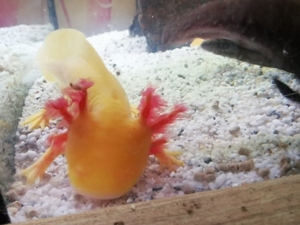 axolotl abzugeben zwischen 12 und 16 cm abzugeben  Bild 17