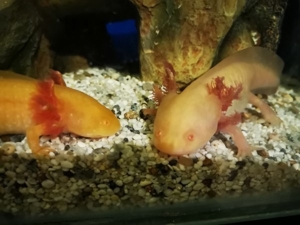 axolotl abzugeben zwischen 12 und 16 cm abzugeben  Bild 8