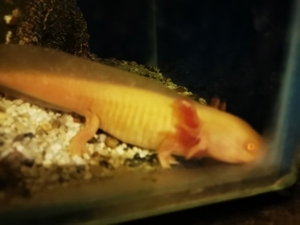 axolotl abzugeben zwischen 12 und 16 cm abzugeben  Bild 10