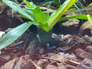 Dendrobates tinctorius Azureus