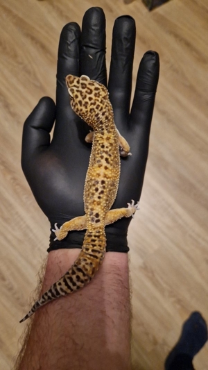 1.0 Leopardgecko BN MT het. NDBE Pet only (nicht zum Züchten gedacht) 