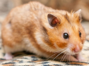 Mesocricetus auratus / Goldhamster