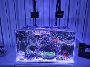 Nano Meerwasser Aquarium 63 Liter Bild 1