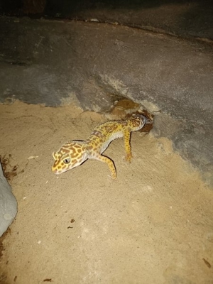 Leopard Gecko Weibchen Bild 2