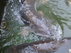 Große Störe XXL 150 -200 cm Bild 3