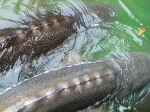 Große Störe XXL 150 -200 cm Bild 2