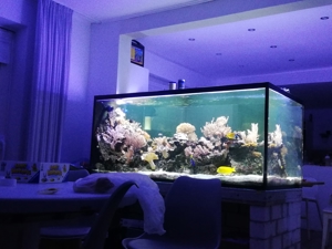 Inhalt  meines 1300 L Meerwasser Aquarium Fische Korallen Lebendgestein Bild 5
