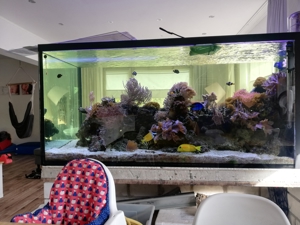 Inhalt  meines 1300 L Meerwasser Aquarium Fische Korallen Lebendgestein Bild 7