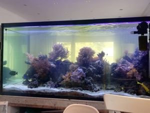 Inhalt  meines 1300 L Meerwasser Aquarium Fische Korallen Lebendgestein Bild 2