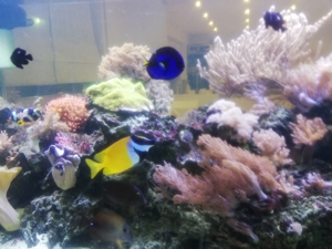 Inhalt  meines 1300 L Meerwasser Aquarium Fische Korallen Lebendgestein Bild 6