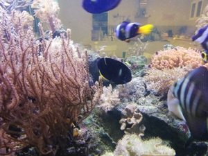 Inhalt  meines 1300 L Meerwasser Aquarium Fische Korallen Lebendgestein Bild 8