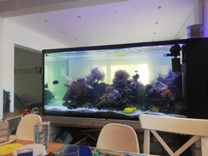 Inhalt  meines 1300 L Meerwasser Aquarium Fische Korallen Lebendgestein Bild 3