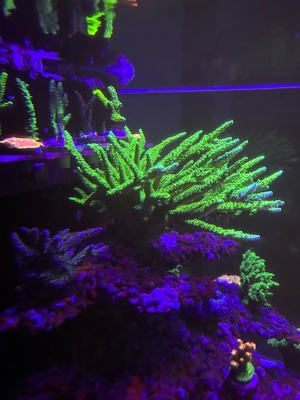 acropora Meerwasser Korallen ab 15 Euro  Bild 8