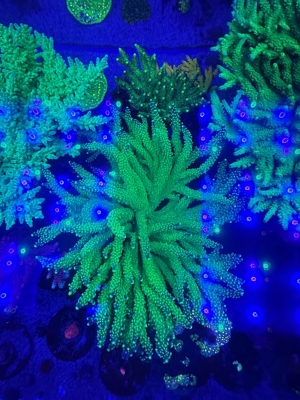 acropora Meerwasser Korallen ab 15 Euro  Bild 13
