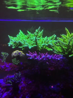 acropora Meerwasser Korallen ab 15 Euro  Bild 6