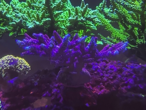 acropora Meerwasser Korallen ab 15 Euro  Bild 2