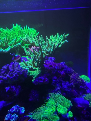 acropora Meerwasser Korallen ab 15 Euro  Bild 5