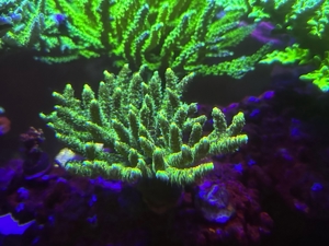 acropora Meerwasser Korallen ab 15 Euro  Bild 3
