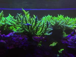 acropora Meerwasser Korallen ab 15 Euro  Bild 7