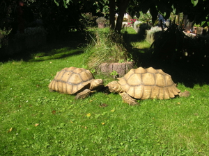 Schildkröten Sulcata Spornschildkröten 70,-EUR Vb Bild 3