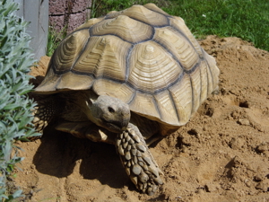 Schildkröten Sulcata Spornschildkröten 70,-EUR Vb Bild 2