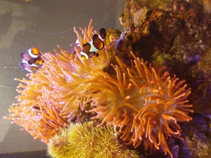 Entacmaea quadricolor Anemone / Blasenanemone rot