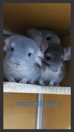   Chinchillas in vielen Farben  