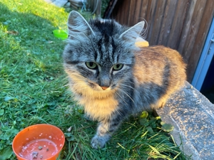 Norwegische Waldkatze Mixkitten 