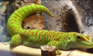 Phelsuma Grandis/gr. Madagaskar Taggecko 