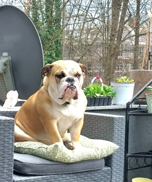 Rosa, Englische Bulldogge, 2 Jahre, 30kg, Bild 5