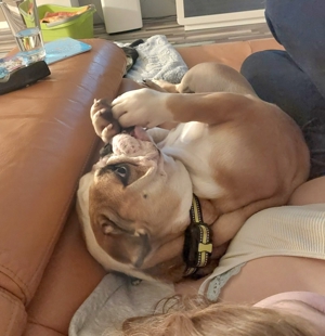 Rosa, Englische Bulldogge, 2 Jahre, 30kg, Bild 6