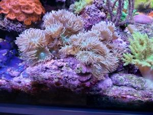 Korallenableger LPS, Discosoma, Zoanthus Bild 2