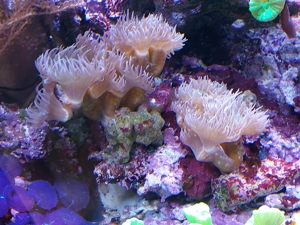 Korallenableger LPS, Discosoma, Zoanthus Bild 5