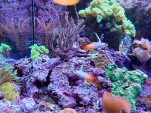 Korallenableger LPS, Discosoma, Zoanthus Bild 1