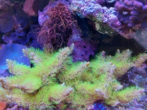 Korallenableger LPS, Discosoma, Zoanthus Bild 3