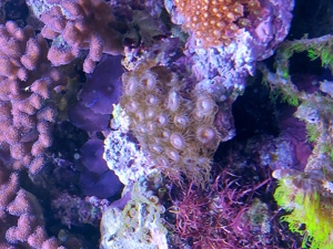 Korallenableger LPS, Discosoma, Zoanthus Bild 4