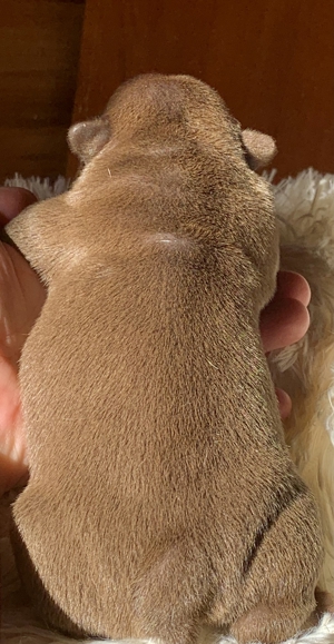 Premium Französische Bulldoggen Welpen aus promovierter Zucht Bild 16