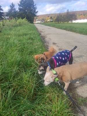 65207 Hundebetreuung in Wiesbaden-Naurod