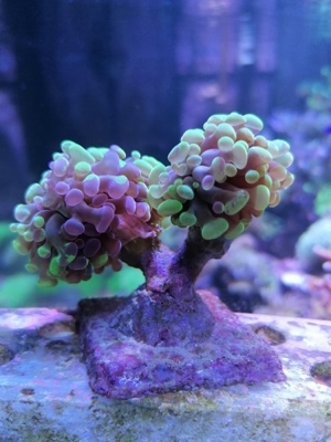 Meerwasser Korallen Euphyllia Bild 2