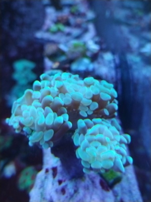 Meerwasser Korallen Euphyllia Bild 5